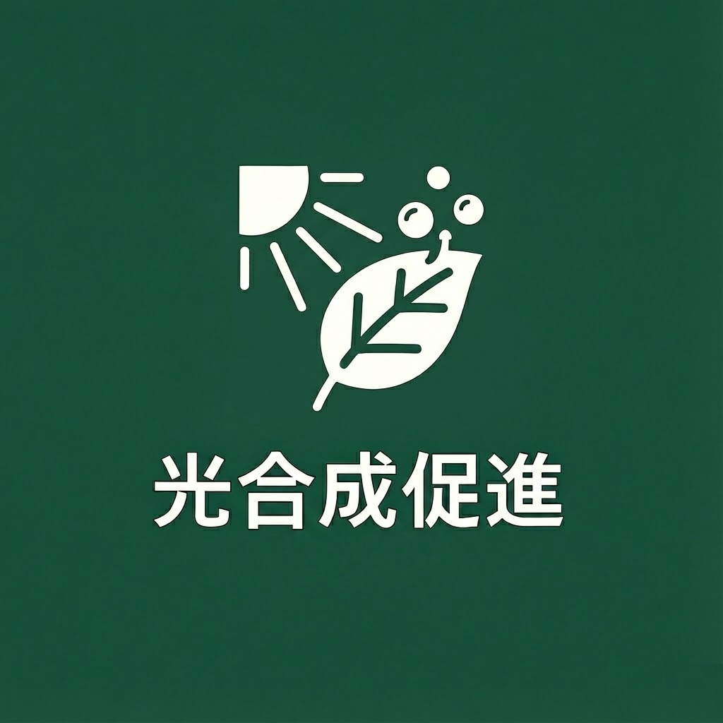 光合成促進