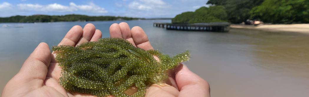 海ぶどうの風景